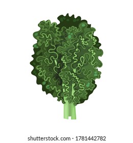 Green Kale or Cow Cabbage as Raw Salad Ingredient Vector Illustration