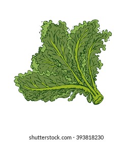 Green kale isolated on white background. Fresh leafy vegetable, plant kale. Vector illustration of kale. Healthy, green, vegetarian food. Hand drawn kale leaves. Healthy meal concept.