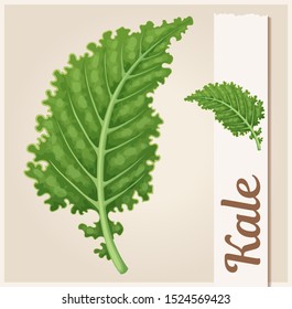 Green Kale Leaves Icon. Cartoon Healthy Food Vector Illustration.