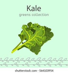 Green kale leaves on a light background. Greens collection. Vector illustration.
