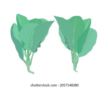 green kale on a white background.  vector