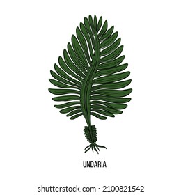 Green kelp algae sketch black in vintage style on white background. Hand drawn illustration. Vector drawing design.