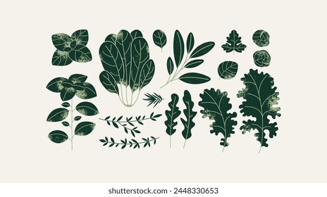 Colección de hierbas verdes. Espinacas con albahaca y col rizada con rúcula. Ilustración vectorial