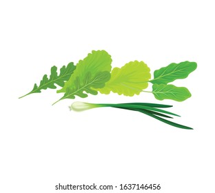 Green Kitchen Herbs Isolated on White Background Vector Composition