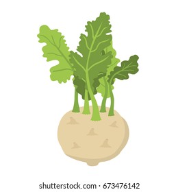 Green kohlrabi, type of cabbage. Fresh organic vegetable. Vector illustration. Made in cartoon flat style