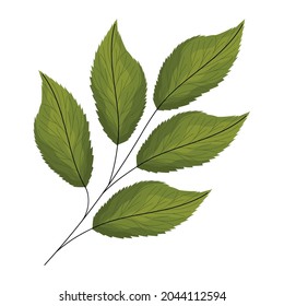 green lanceolate leaves over white