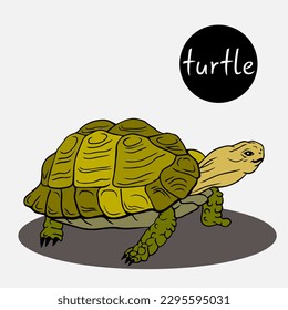 green land turtle highlighted. Large land turtles are reptiles. World Turtle Day. sea turtle with protective shell.