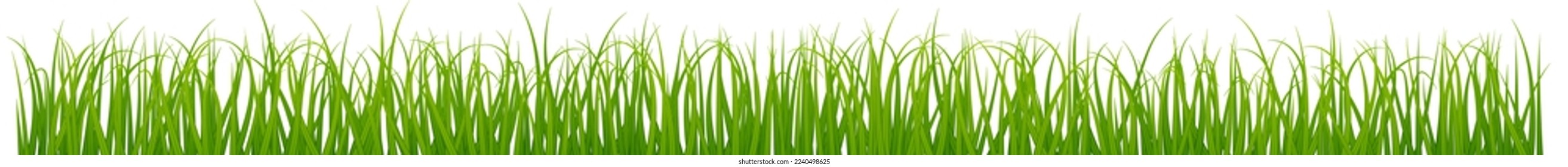 Green lawn border with realistic growing grass blades