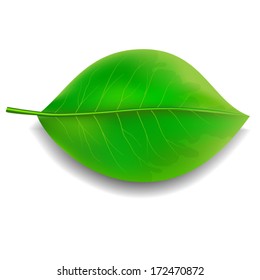 green leaf