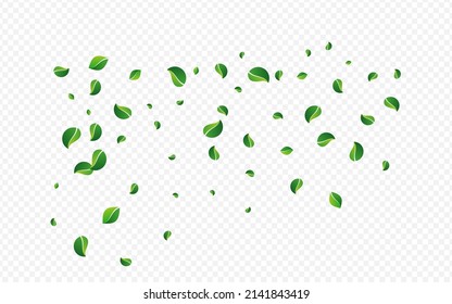 Green Leaf Abstract Vector Transparent Background. Transparent Leaves Poster. Mint Greens Realistic Border. Foliage Forest Concept.