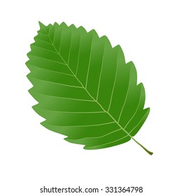 green leaf alder