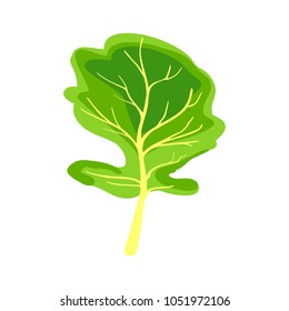 Green leaf. Arugula. Fresh vegetable for the menu. Icon. Isolated object. Vector illustration