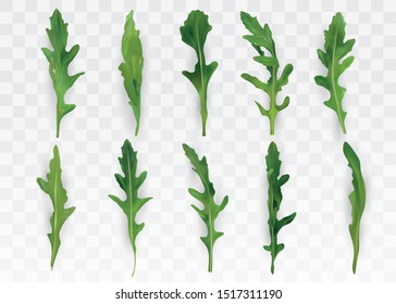 Green leaf arugula isolated on transparent background. Fresh salad or rucola. Collection green leaf arugula. Salad for your menu. 3D vector illustration.