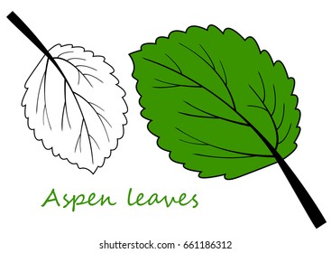 Green leaf of Aspen. Vector illustration and icon.