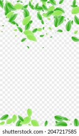 Green Leaf Background Transparent Vector. Vegetation Delicate Frame. Herbal Design. Greenish Food Texture. Leaves Light.