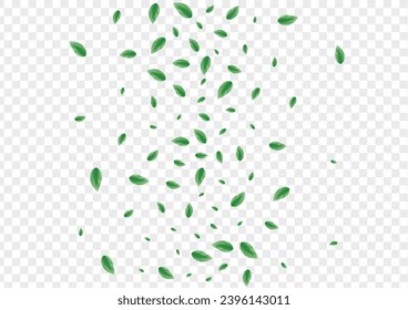 Green Leaf Background Transparent Vector. Leaves Cover Illustration. Flora Design. Light Green Rustic Card. Greenery Motion.