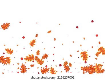 Green Leaf Background White Vector. Acorn Nature Frame. Red Leaves. Sale Texture. Yellow Plant School.