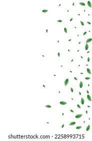 Green Leaf Background White Vector. Foliage Vivid Design. Label Card. Greenish Clear Illustration. Greenery Template.
