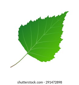 green leaf birch