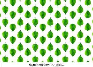 Green leaf birch on white background - vector pattern, (Betula pendula)