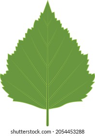 Green leaf birch (symmetrical) isolated with clipping path. Nature. Closeup with no shadows.
