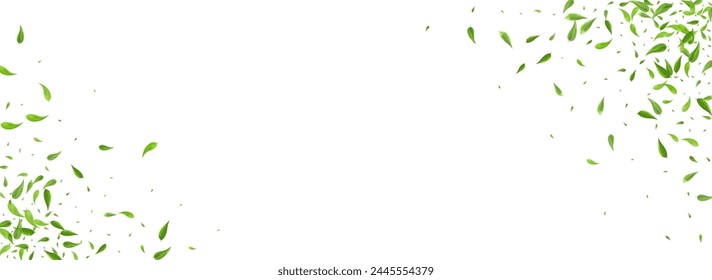 Green Leaf Blur Vector Panoramic White Background Concept. Tea Leaves Template. Mint Greens Realistic Wallpaper. Foliage Tree Brochure.