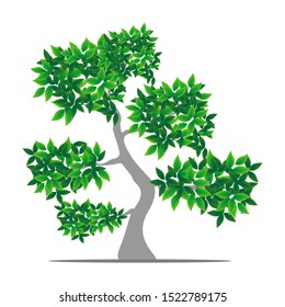 green leaf bonsai with white background. illustration vector