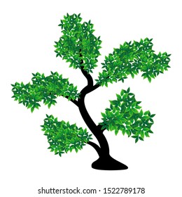 green leaf bonsai with white background. illustration vector