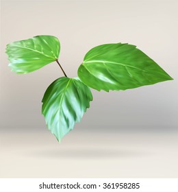 green leaf, branch leaves, plant, vector icon, isolated object