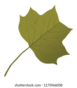 
Green leaf with broad body of a tulip plant called liriodendron tulipifera
