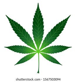 Green leaf of cannabis. Vector illustration isolated on white background for design and web.