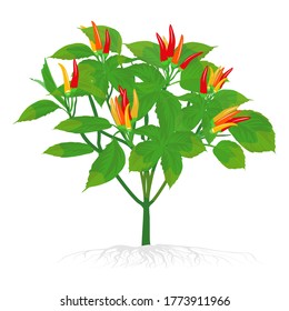 Green leaf chilli plant with white background. Illustration vector