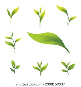 Green Leaf Collection. Set leaves on white background in flat style. element for bio and eco logo.