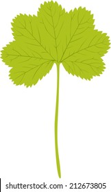 Green leaf of Common alchemil isolated on white