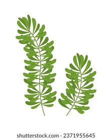Green leaf concept. Botany and floristry, greenery. Ecology and wildlife, ecosystem. Poster or banner for website. Cartoon flat vector illustration isolated on white background