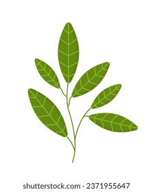 Concepto de hoja verde. Botánica y floristería, vegetación. Rama con hojas de árbol o arbustos. Material educativo y biología. Dibujo vectorial plano de dibujos animados aislado en fondo blanco