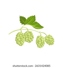 green leaf and cone of hop, Humulus lupulus, , vector drawing plant at white background, floral elements, hand drawn botanical illustration