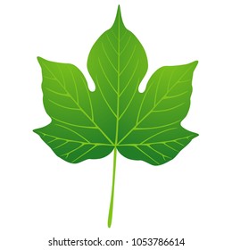 Green leaf of cotton on white background, design element.