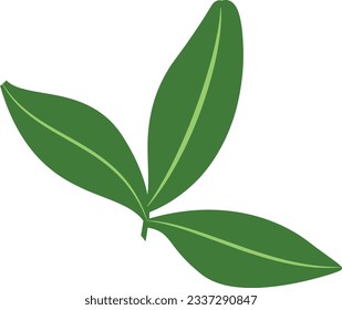 Green leaf for decoration and design.