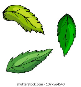 Green leaf. Decorative element. For your use. . Hand drawing.