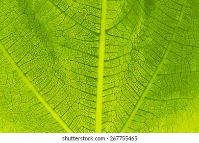 Green Leaf Detail Close-up Vector Illustration