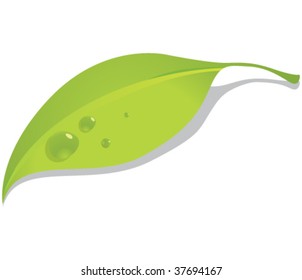 A green leaf with dew droplets, casting a shadow on the white background.