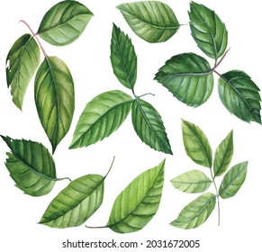 green leaf with different type