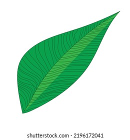 green leaf drawing vector clean background