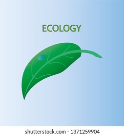 green leaf with a drop. ecology