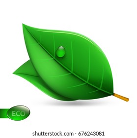 Green leaf with a drop on white background. Vector illustration.