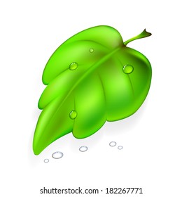 Green leaf with drops isolated on a white background, illustration.