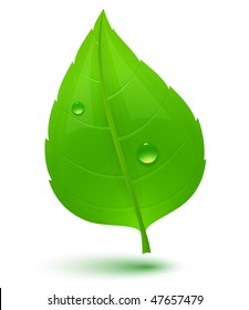 Green leaf with drops of water. Eco Concept. Vector illustration.