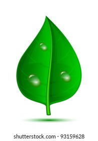 Green leaf with drops of water isolated on a white background. Vector illustration