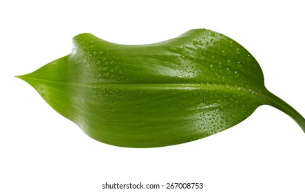 grünes Blatt mit Wassertropfen auf weißem Hintergrund, Vektorgrafik